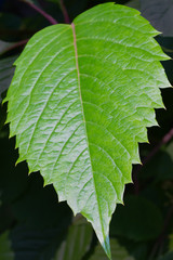 big green leaf closeup