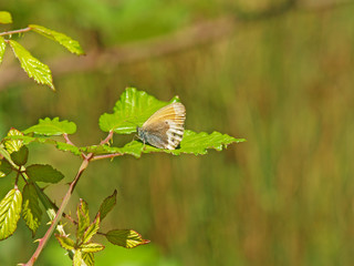 Mariposa sobre una hoja