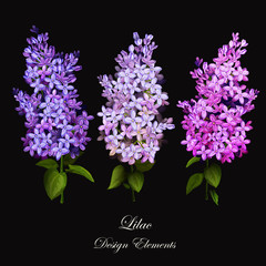 Lilac. Set of three different lilac with leaves. Design elements. Can be used in design purpose. Vector stock.
