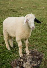 Sheep Portrait, close up face sheep in rural livestock farm