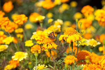 Autumn background: monarch butterfly on yellow and orange flowers in the garden 