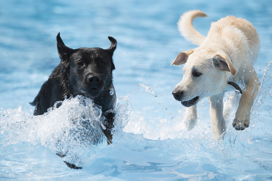 Two dogs, Labrador Retriever, running in siwmming pool