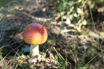 amanita