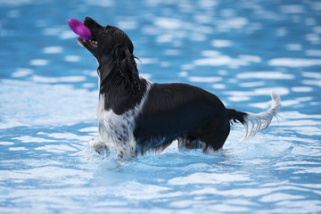 Dog fetching toy in swimming pool