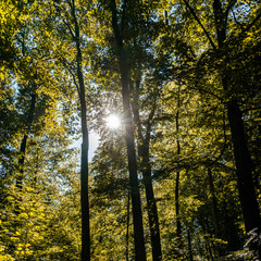 Forest in autumn