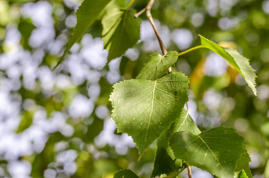 Baum, Birke mit Blättern im Sonnenschein