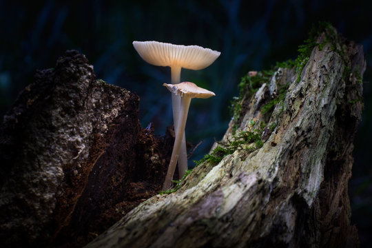 Glowing mushroom
