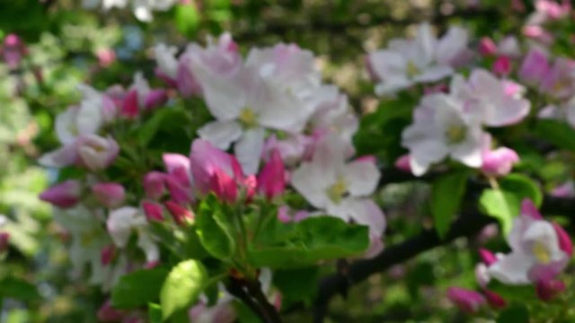 Wonderful panoramic background with blooming pink apple tree from defocus to focus in slow motion. Fascinating natural closeup flowers texture in springtime. Shallow dof. Full HD footage 1920x1080.
