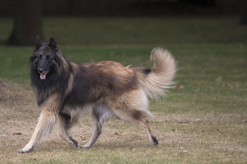 Dog, Belgian Shepherd Tervuren, running