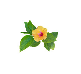 Hibiscus flowers