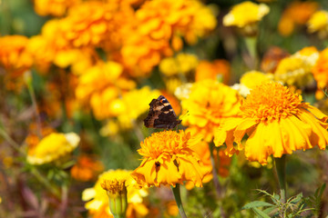 monarch butterfly on yellow and orange flowers in the garden 