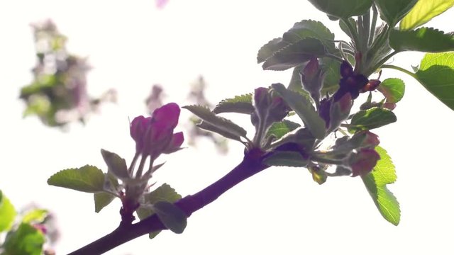 Awesome panoramic scene across blooming apple tree branch in slow motion. Innovative natural sunny texture with pink flowers closeup in springtime. Shallow dof. Full HD footage 1920x1080.
