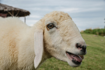 Sheep Portrait, close up face sheep in rural livestock farm