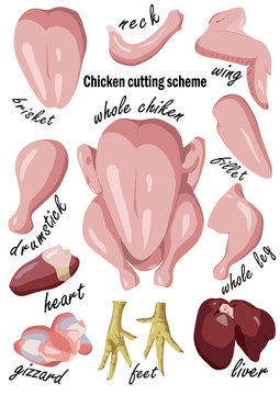 Chicken or raw hen cutting meat, offal scheme parts of carcass: