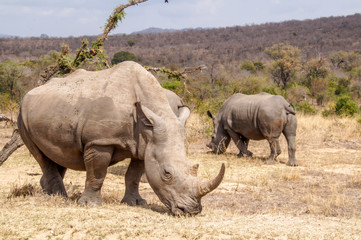 Fototapeta premium Rhino in Kruger National Park, South Africa