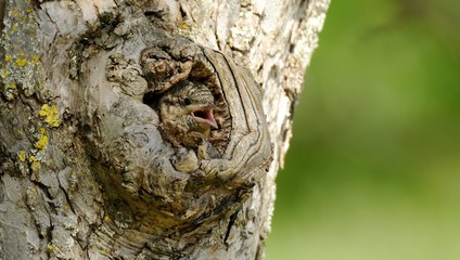 wryneck