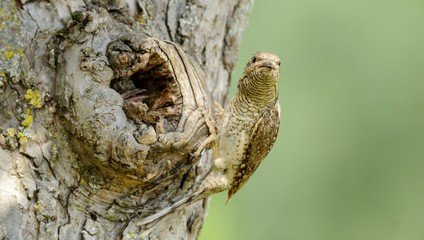 wryneck