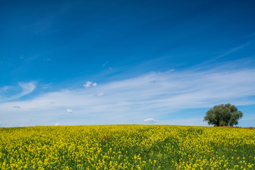 Naklejka premium Spring Field with tree