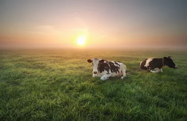 Photo sur Aluminium Vache vaches détendues au pâturage au lever du soleil