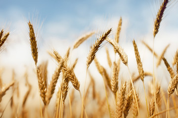 Wheat Field