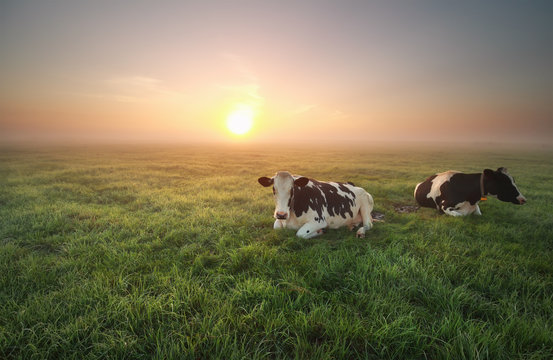 relaxed cows on pasture at sunrise