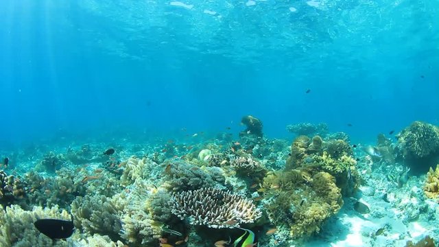 Underwater coral reef in ocean with tropical fish