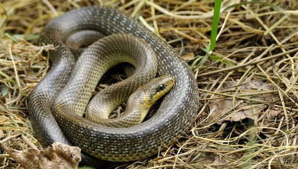 snake esculape