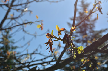 Branches with young leaves in springtime against blue sky under sunlight