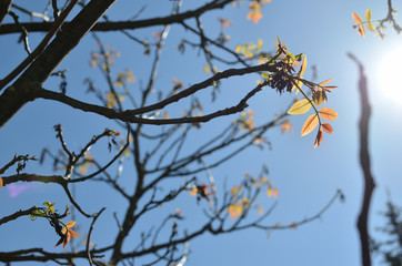 Branches and young leaves structure in springtime at back light