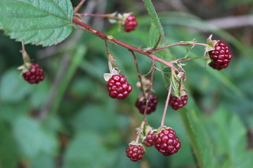 blackberry on the branch