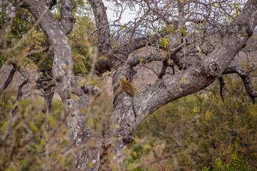 Leopard Sleeping on a Tree in Kruger National Park, South Africa