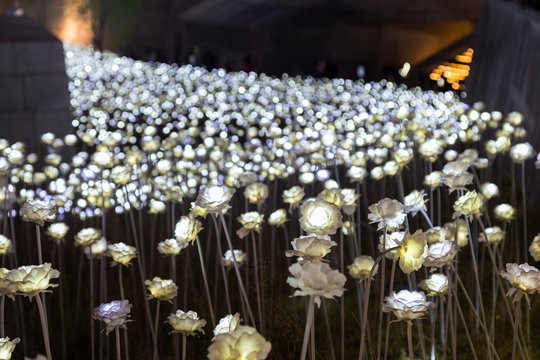 A lot of lit LED rose flowers at the Dongdaemun Design Plaza in Seoul, South Korea at night. Focused on the front part.