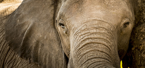Elephant Portrait Close Up