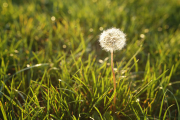 dandelion in lush grass in the rays of the setting sun