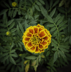 Flowers in the design of natural dark tones.