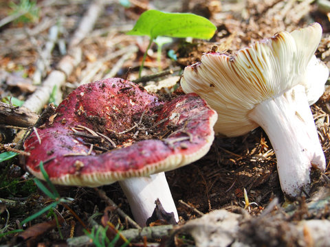 Two Forest Mushrooms