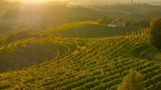 Aerial detailed passing over grapevine slopes at sunset autumn time
