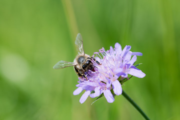 Biene am Nektar saugen auf dem blühendem Klee