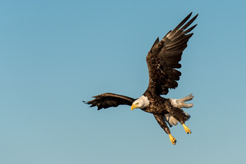 Bald Eagle in Mid-Dive