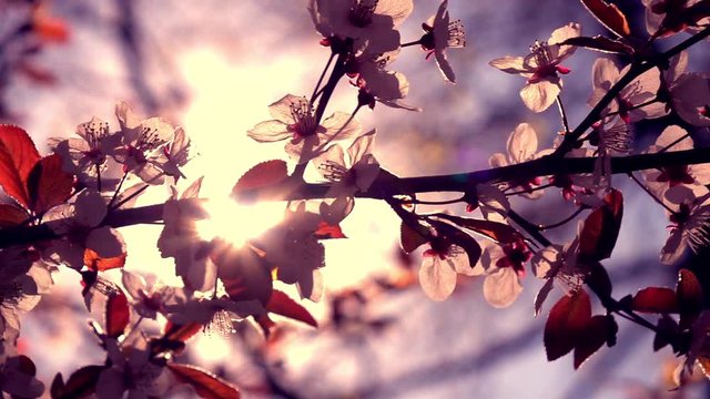 Sun stars and colorful lens flare moving along blooming cherry tree branch. Panoramic view in slow motion.  Shallow dof. 1920x1080
