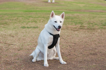 Obraz premium White Siberian Husky dog smiling while sitting on grass at park. 