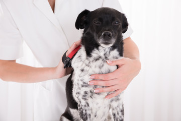 Vet Brushing Dog's Hair