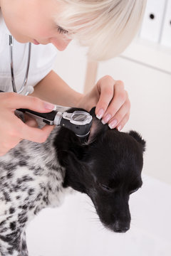 Vet Examining Dog's Ear