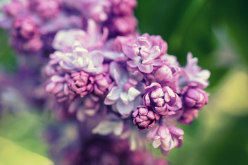 Branch of lilac flowers with green leaves, floral natural macro background, soft focus
