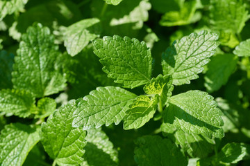 Fresh melissa herb growing in a garden (Melissa officinalis)