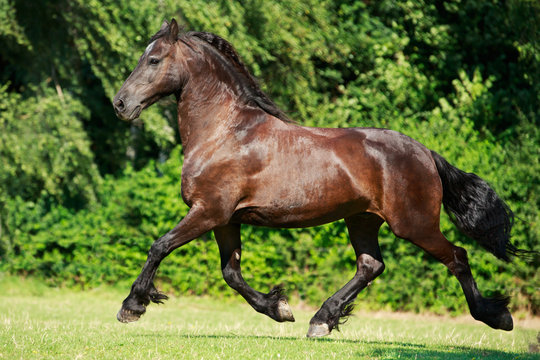 Friese