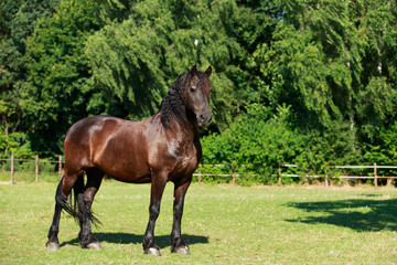 Obraz premium Friese