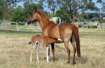 Naklejka na ściany i meble Australian Stock Horse cross and foal.