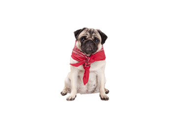 zittende mopshond puppy met rode boerenzakdoek om hals