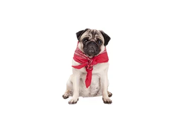Fotobehang zittende mopshond puppy met rode boerenzakdoek om hals © monicaclick